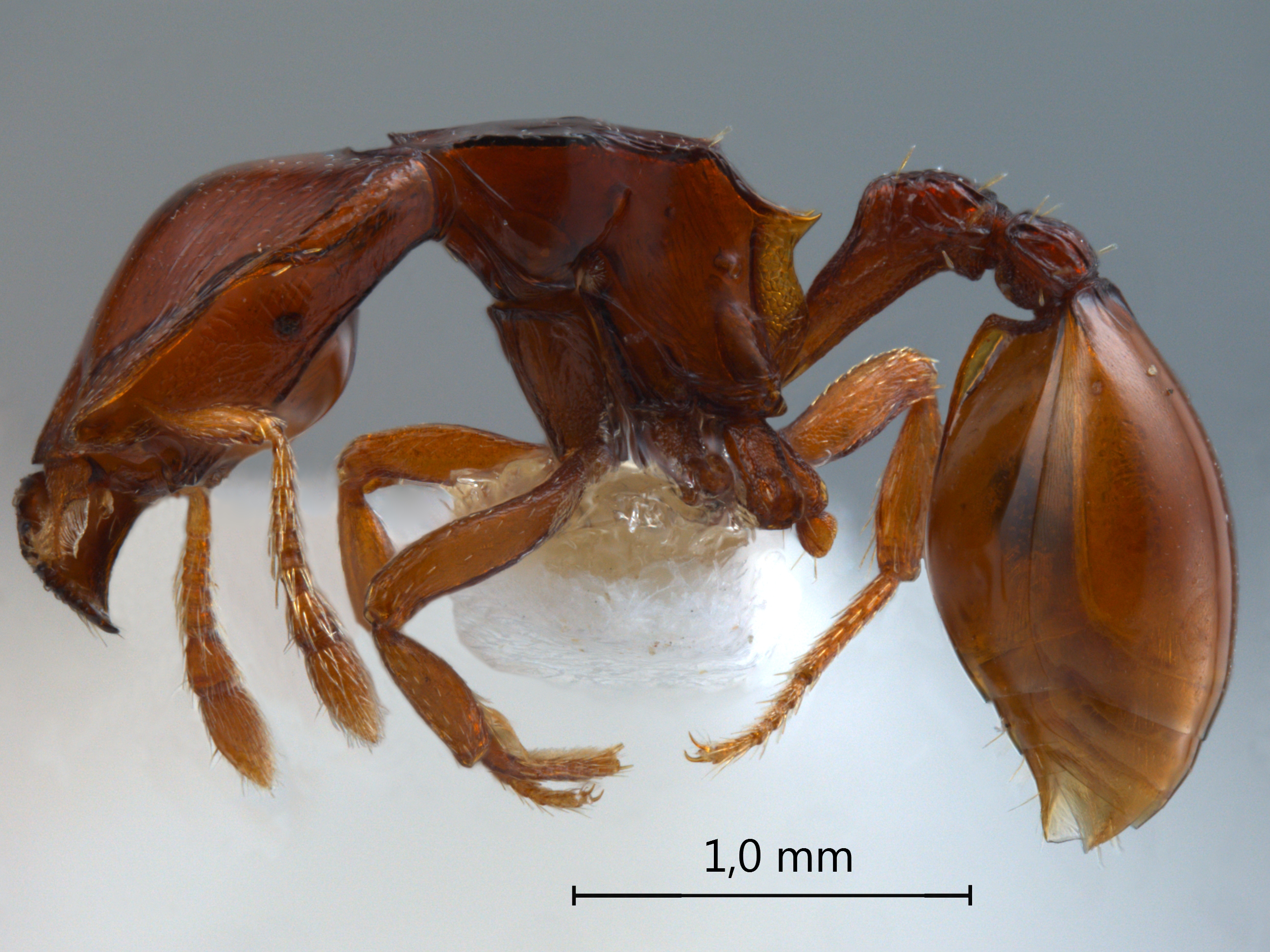 Ishakidris ascitaspis lateral