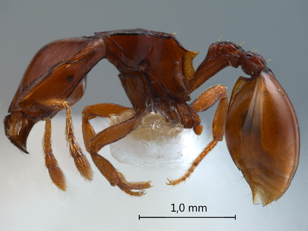 Ishakidris ascitaspis lateral