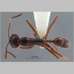 Leptogenys borneensis Wheeler, 1919 dorsal