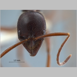 Leptogenys borneensis Wheeler, 1919 frontal