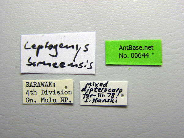 Leptogenys borneensis label