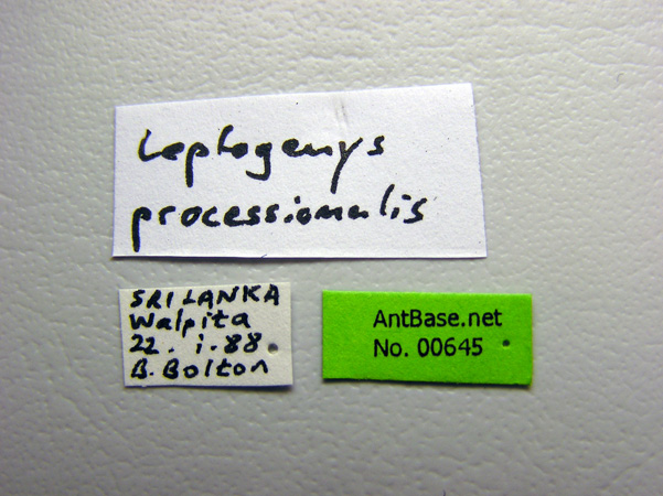 Leptogenys processionalis label