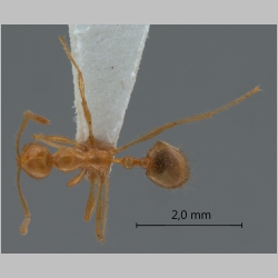 Monomorium brocha Bolton, 1987 dorsal