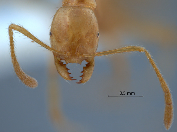 Monomorium brocha frontal