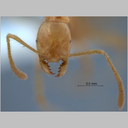 Monomorium brocha Bolton, 1987 frontal