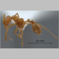 Monomorium brocha Bolton, 1987 lateral