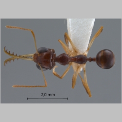 Myrmoteras arcoelinae Agosti, 1992 dorsal