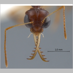 Myrmoteras arcoelinae Agosti, 1992 frontal