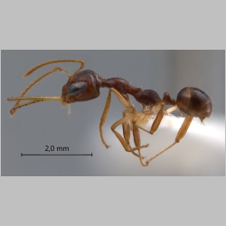 Myrmoteras arcoelinae Agosti, 1992 lateral