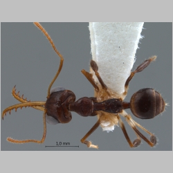 Myrmoteras danieli Agosti, 1992 dorsal