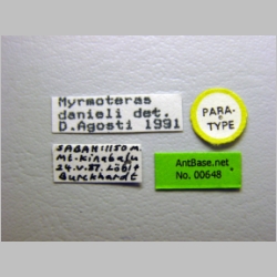 Myrmoteras danieli Agosti, 1992 label