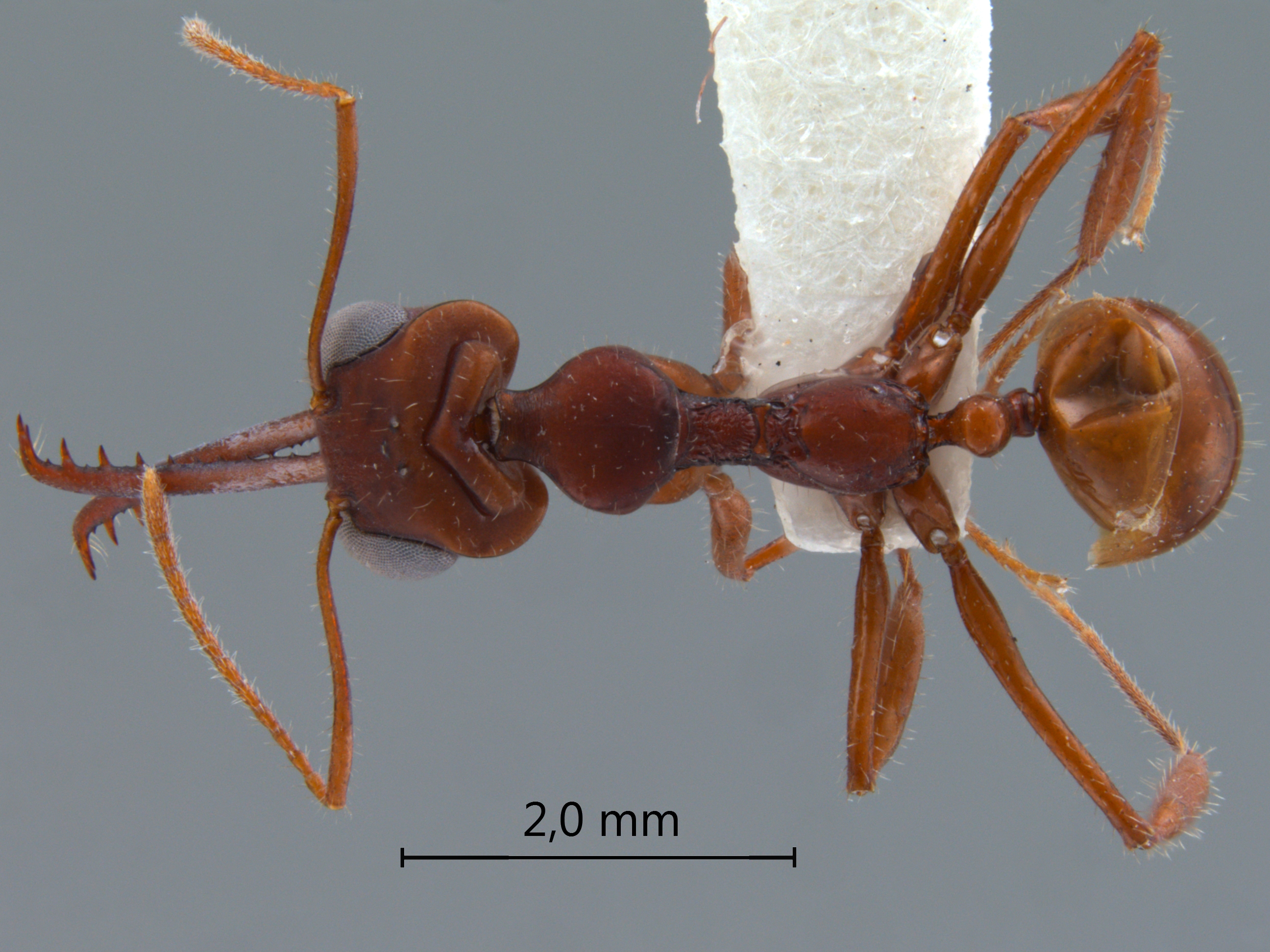 Myrmoteras iriodum dorsal