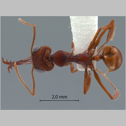 Myrmoteras iriodum Moffett, 1985 dorsal