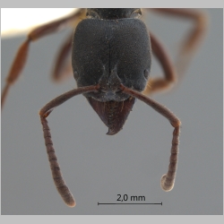 Pachycondyla astuta Smith, 1858 frontal