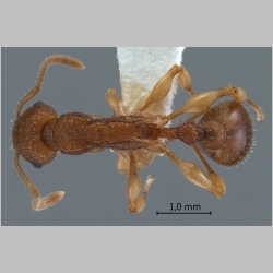 Paratopula ankistra Bolton, 1988 dorsal