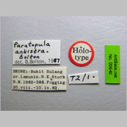 Paratopula ankistra Bolton, 1988 label