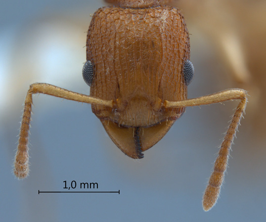 Paratopula demeta frontal