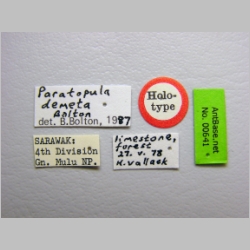 Paratopula demeta Bolton, 1988 label