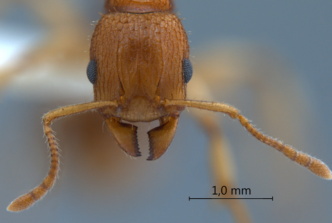 Paratopula macta frontal