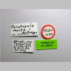 Paratopula macta Bolton, 1988 label