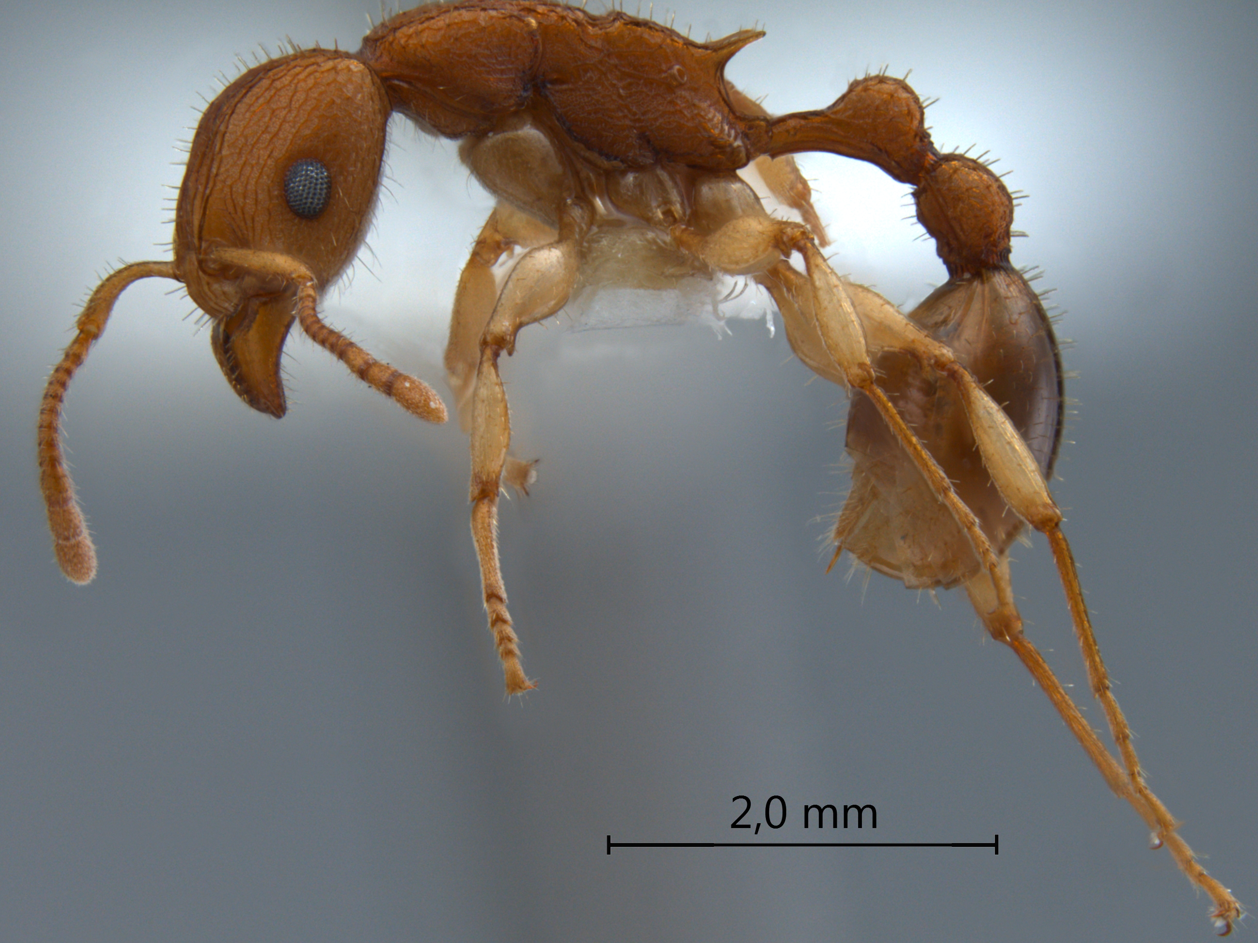 Paratopula macta lateral