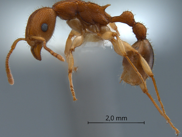 Paratopula macta lateral