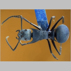 Polyrhachis baca Sorger & Zettel, 2009 dorsal