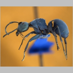 Polyrhachis baca Sorger & Zettel, 2009 lateral