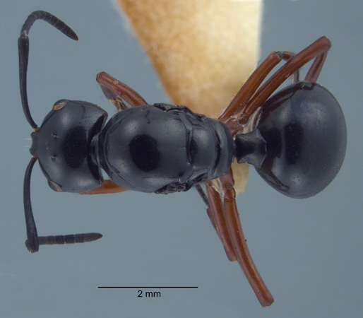 Polyrhachis laevissima gyne dorsal