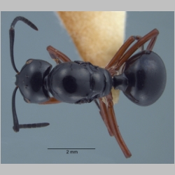 Polyrhachis laevissima gyne Smith, 1858 dorsal