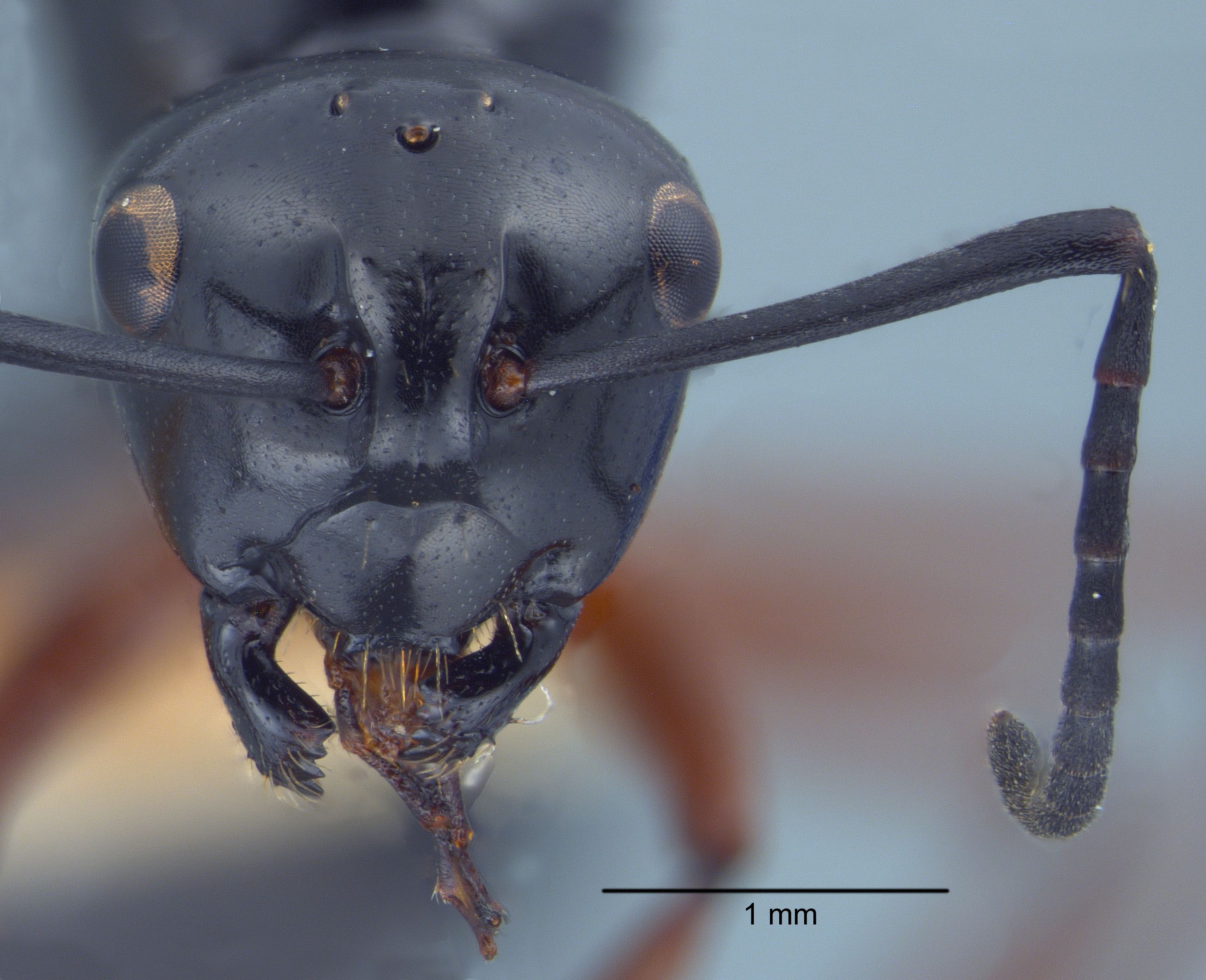 Polyrhachis laevissima gyne frontal