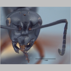 Polyrhachis laevissima gyne Smith, 1858 frontal