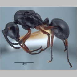 Polyrhachis laevissima gyne Smith, 1858 lateral