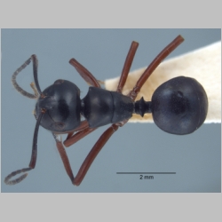 Polyrhachis laevissima worker Smith, 1858 dorsal