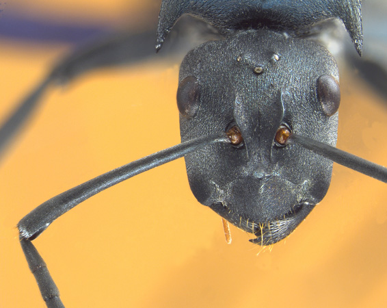 Polyrhachis sp hikdop gyne frontal