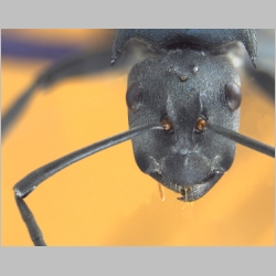 Polyrhachis sp hikdop gyne  frontal