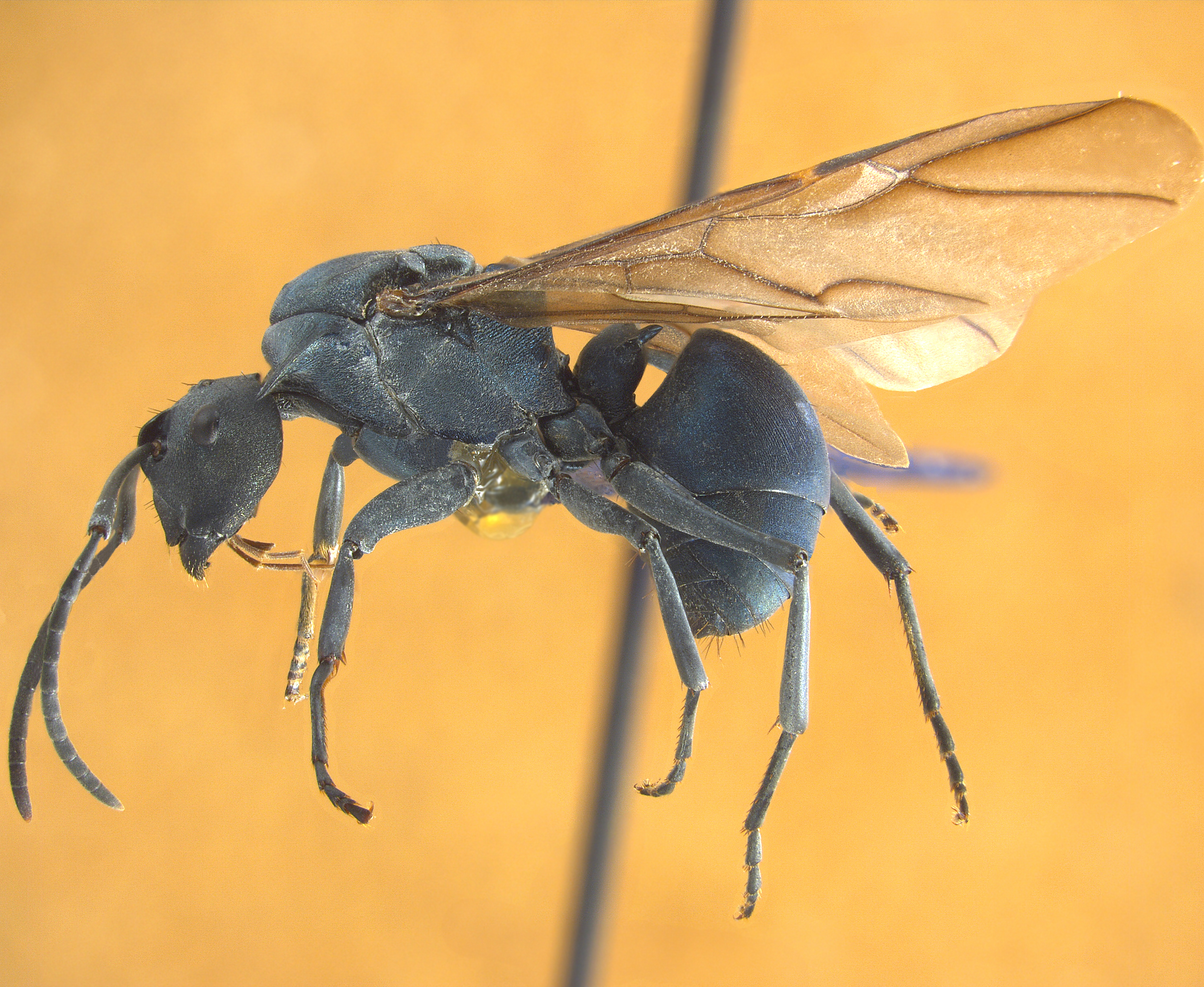 Polyrhachis sp hikdop gyne lateral