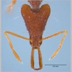 Strumigenys doriae Emery, 1887 frontal