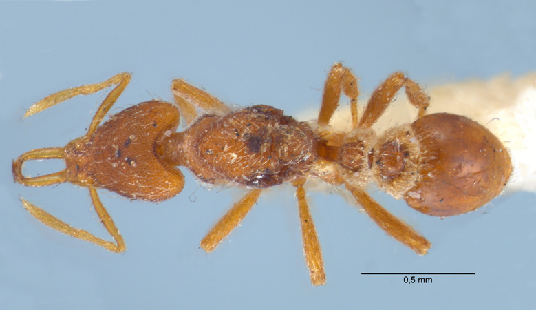 Strumigenys godeffroyi gyne dorsal