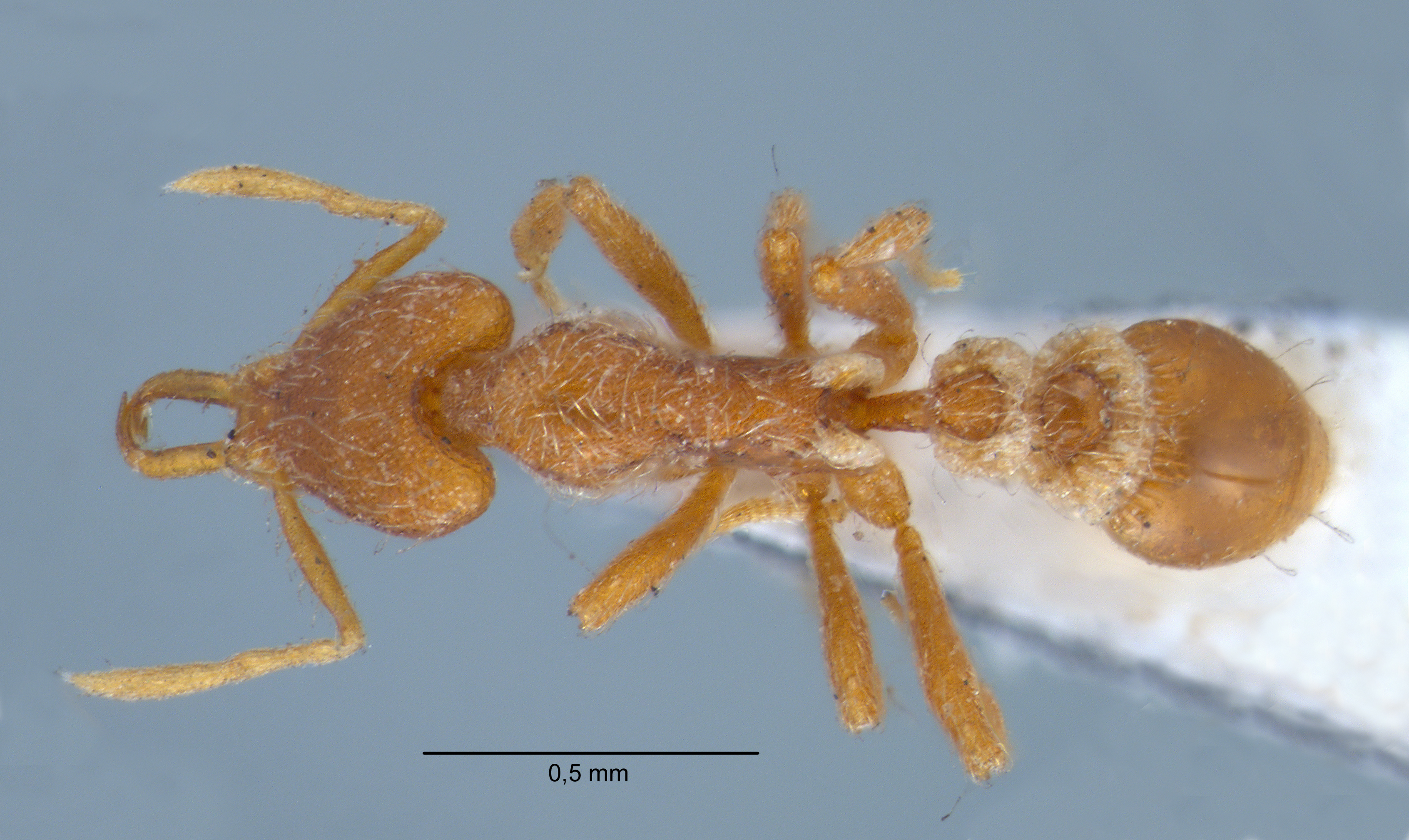 Strumigenys godeffroyi worker dorsal