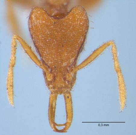 Strumigenys godeffroyi worker frontal