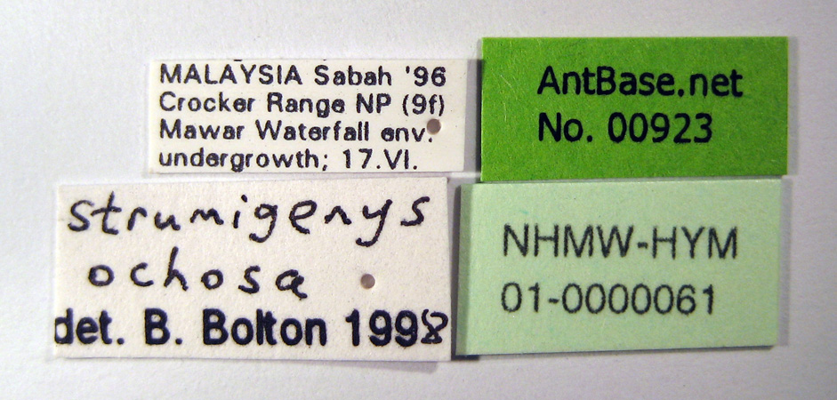 Strumigenys ochosa label