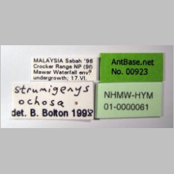 Strumigenys ochosa Bolton, 2000 label