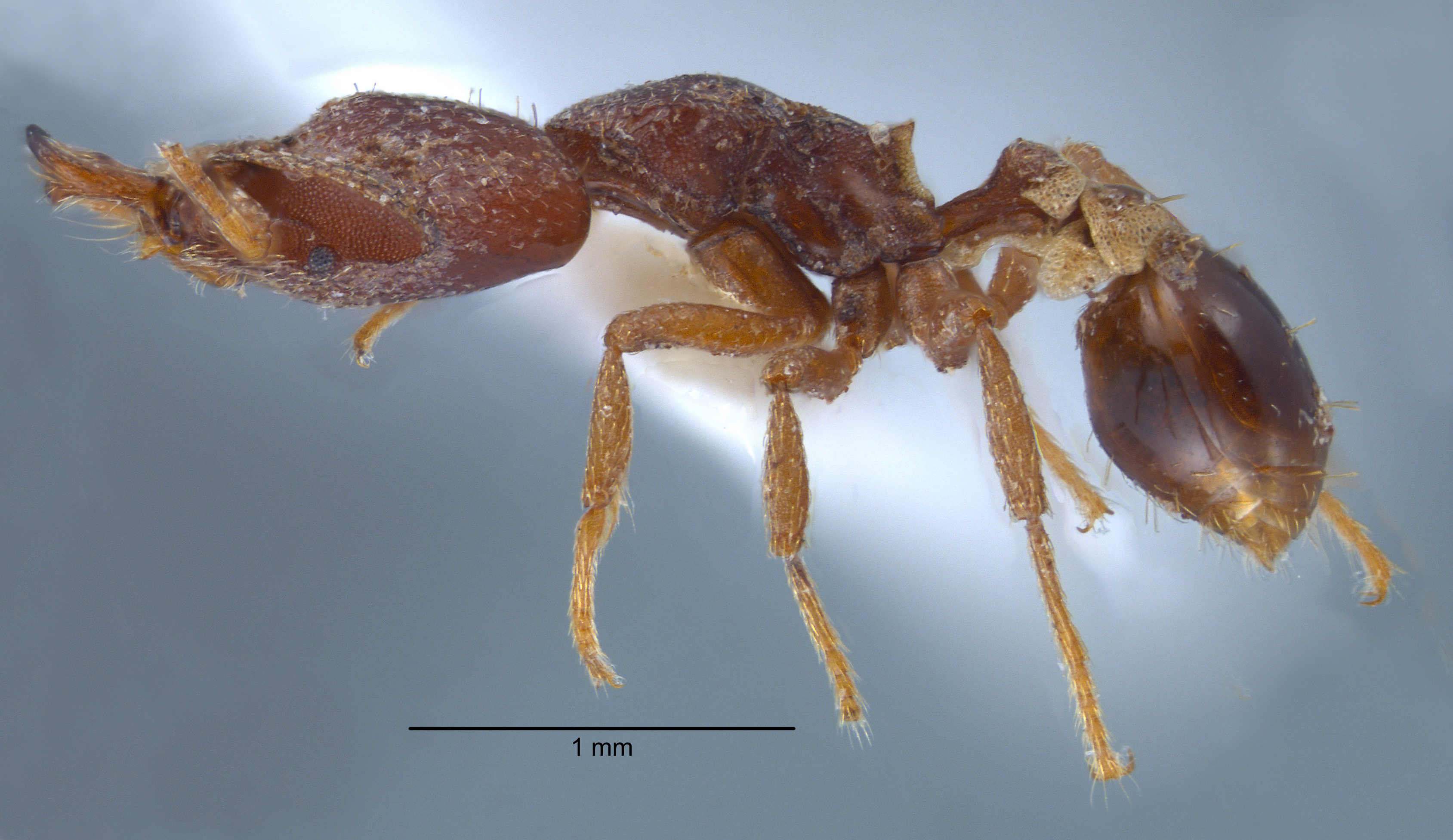 Strumigenys ochosa lateral