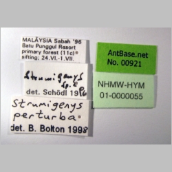 Strumigenys perturba Bolton, 2000 label