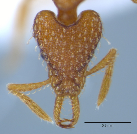 Strumigenys sublaminata frontal