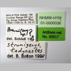 Strumigenys tadynastes Bolton, 2000 label