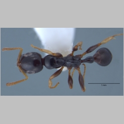 Tetraponera extenuata Ward, 2001 dorsal