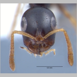 Tetraponera extenuata Ward, 2001 frontal