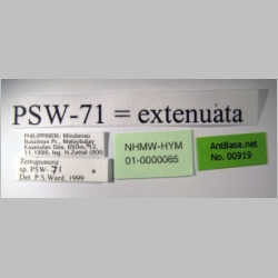 Tetraponera extenuata Ward, 2001 label